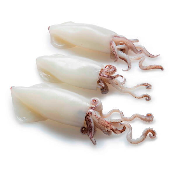 tubos y tentaculos de calamar